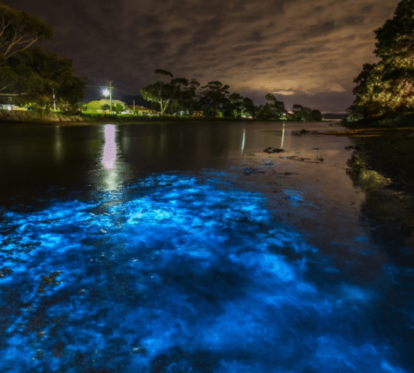 Mosquito Bay (Vieques)